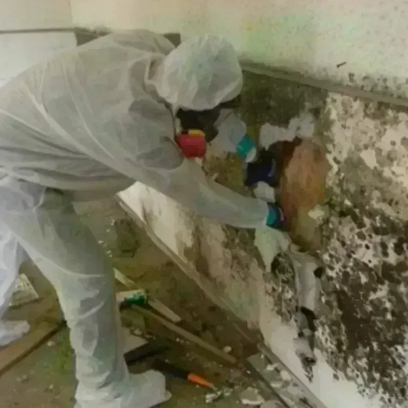 Mold Remediation and Removal in Celebration, FL